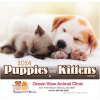 Puppies & Kittens Wall Calendar - Stapled: 2024