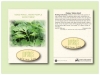 Parsley 'Italian Giant' Herb Seed Packet - Size 3.25
