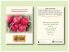 Radish 'Cherry Belle' Seed Packet - Size 3.25