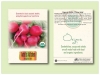 Organic Radish Cherry Belle Seed Packet - Size 3.25