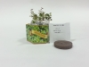 Winter Thyme Herb SeedGems Paper Planter - Biodegradable Grow Kit