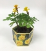 Marigold 'Lemon Gem' SeedGems Paper Planter - Biodegradable Grow Kit