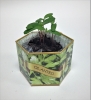 Cilantro/Coriander SeedGems Paper Planter - Biodegradable Grow Kit
