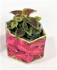 Coleus 'Red Velvet Sun' SeedGems Paper Planter - Biodegradable Grow Kit