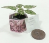 Hypoestes 'Polka Dot Houseplant' - SeedGems Paper Planter - Biodegradable Grow Kit