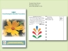 Coreopsis Lance-Leafed Seed Packet - Postcard Mailer Size 4