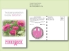 Zinnia Pink Illumination Flower Seed Packets - Postcard Mailer Size 4