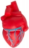 Heart (Anatomical w/Veins) Squeezies® Stress Reliever