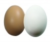 Brown Or White Egg Squeezies® Stress Reliever