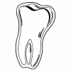 Magnet - Molar/Tooth - Full Color